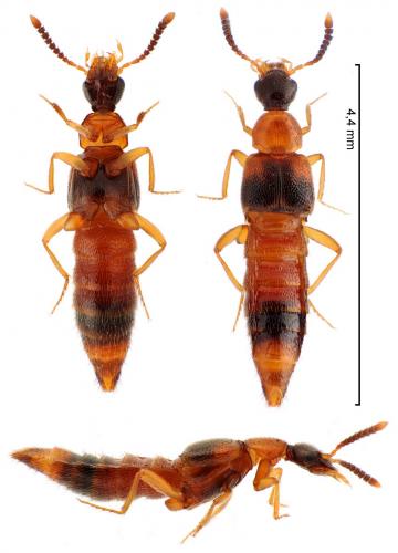 Réf. 273 883 : Bolitochara pulchra